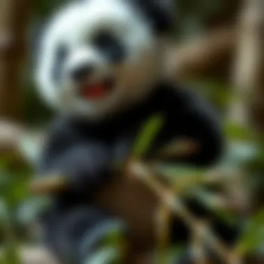 A baby panda munching on bamboo
