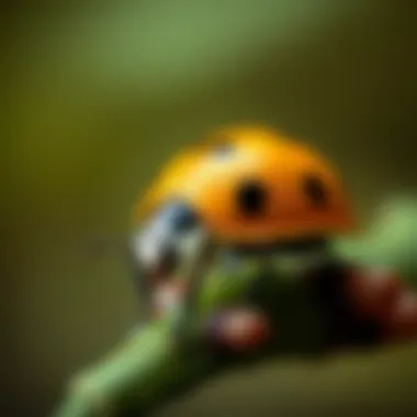 Illustration of a green ladybug's life cycle