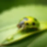Vibrant green ladybug perched on a leaf