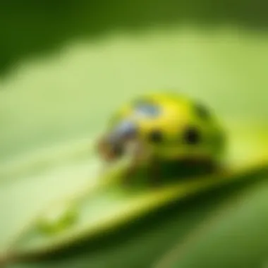 Vibrant green ladybug perched on a leaf