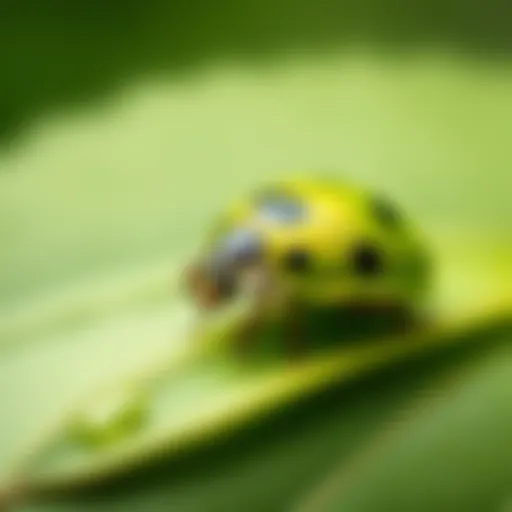 Vibrant green ladybug perched on a leaf