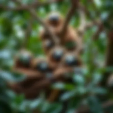 A group of sloths resting in trees